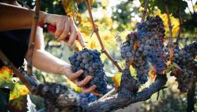 Le sagre dell’uva e del vino da non perdere in Italia quest’anno