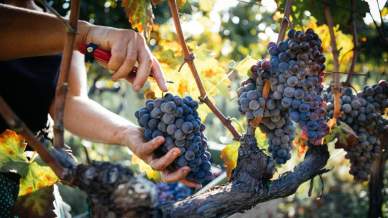 Le sagre dell’uva e del vino da non perdere in Italia quest’anno