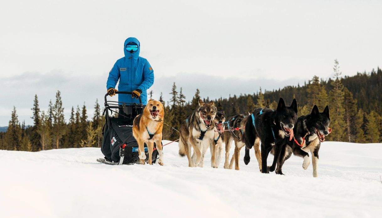 Un musher con giacca blu e occhiali da neve guida una slitta trainata da sei cani lungo un sentiero innevato