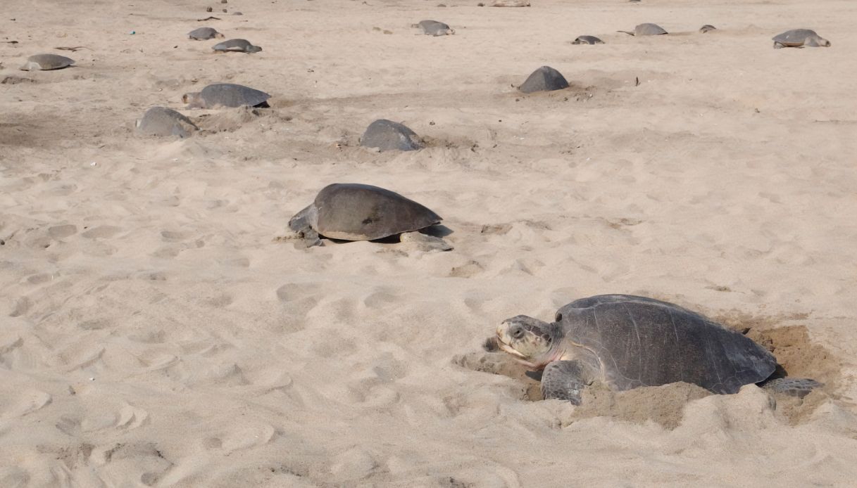 Tartarughe marine su una spiaggia in Messico