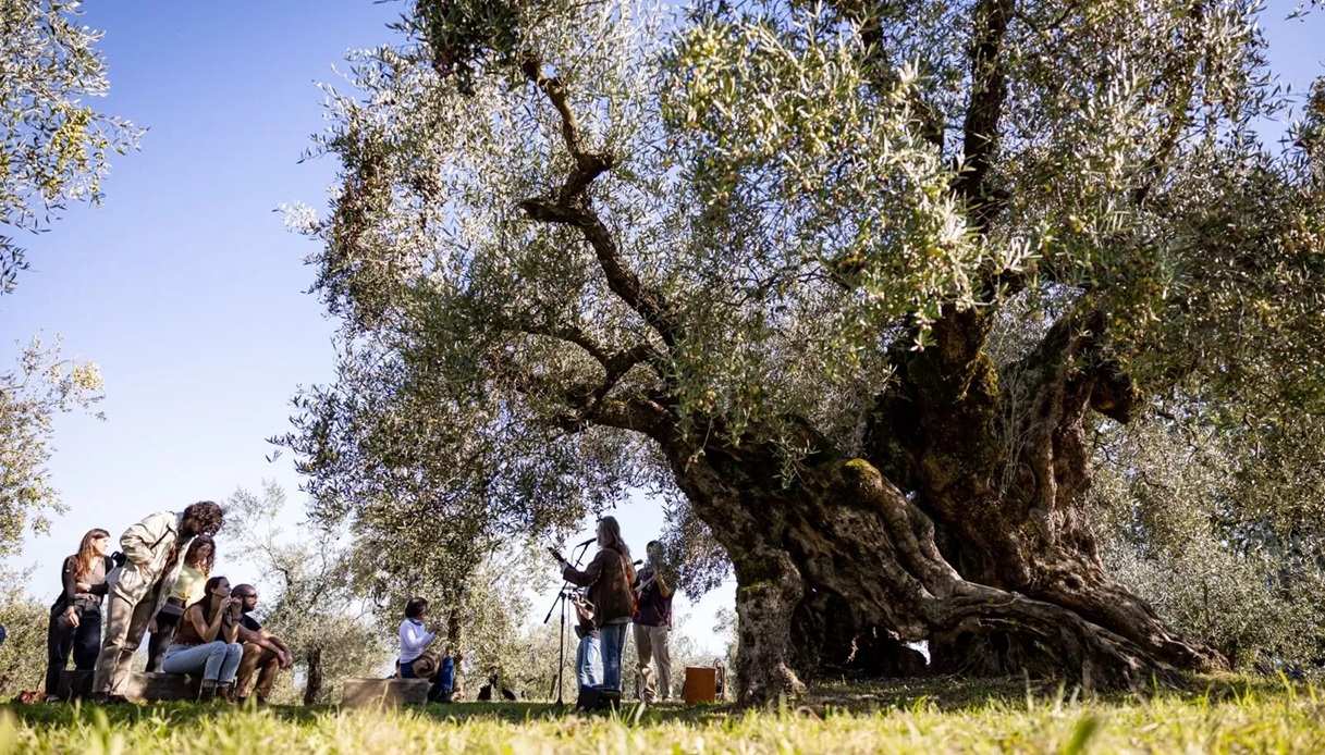 Frantoi Aperti in Umbria