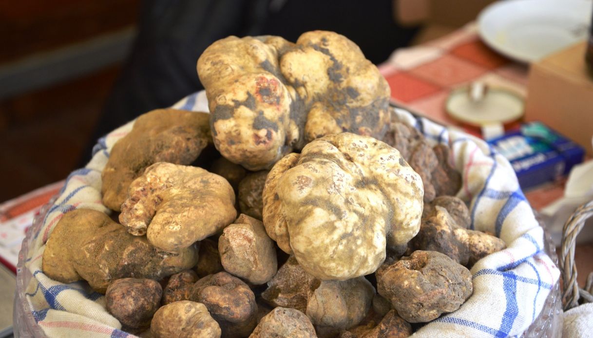 Il tartufo bianco di Montaione, Toscana