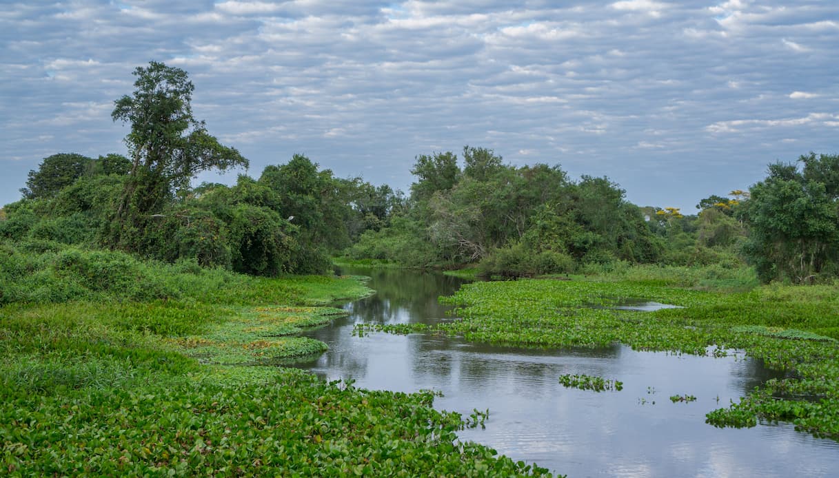 Pantanal, Brasile
