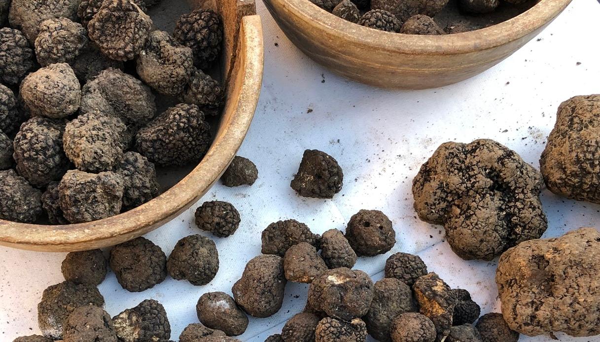 La Fiera del Tartufo a Bedonia