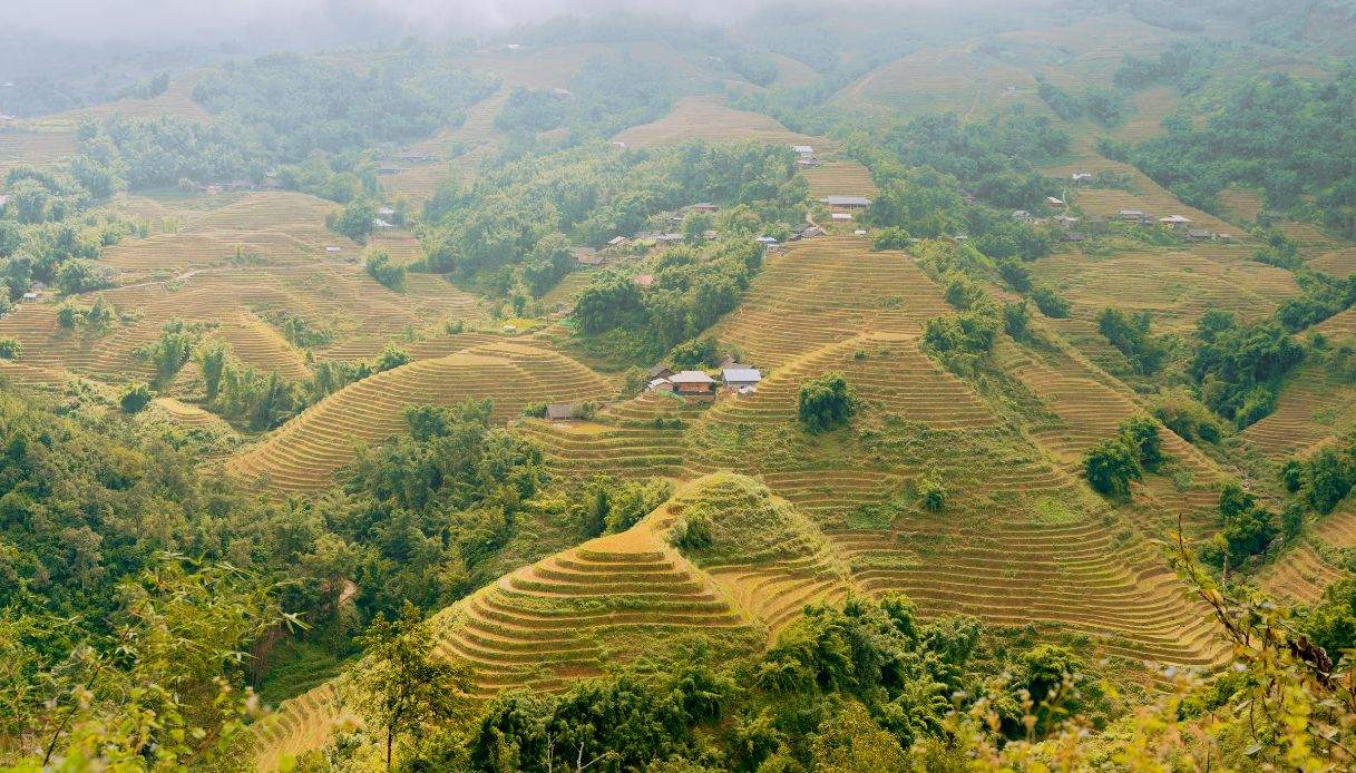 Risaie a terrazza dorate sulle colline di Sapa, nel Vietnam del Nord