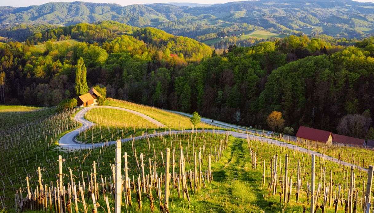 Strada a forma di cuore che attraversa i vigneti di Špičnik, nella Štajerska slovena